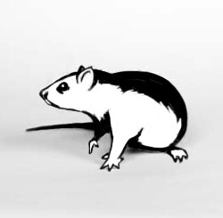 Nothing Rhymes with Rats